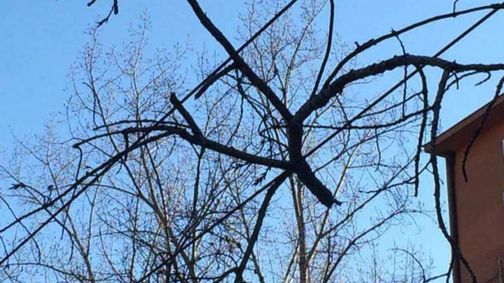 Опасен клон