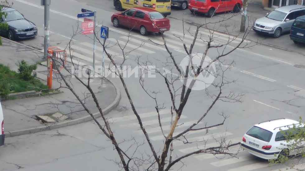 Опасно изсъхнало дърво